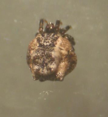 Phoroncidia paradoxa (Theridiidae)